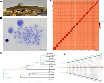 Chromosome-level genome assembly of the largefin longbarbel catfish (Hemibagrus macropterus)